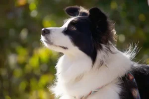 ペット（ボーダーコリー）の写真