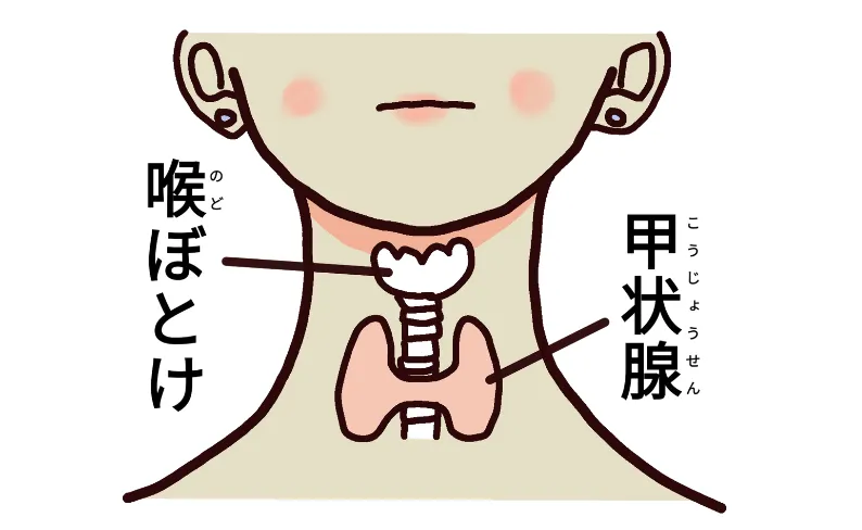 喉ぼとけの説明イラスト